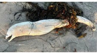 Mysterious sea creature found on beach, resembles Loch Ness monster.