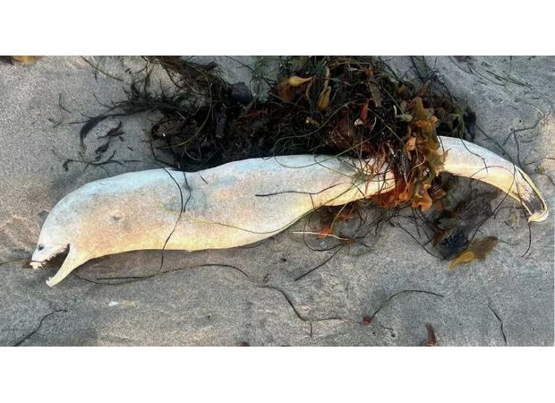 Mysterious sea creature found on beach, resembles Loch Ness monster.