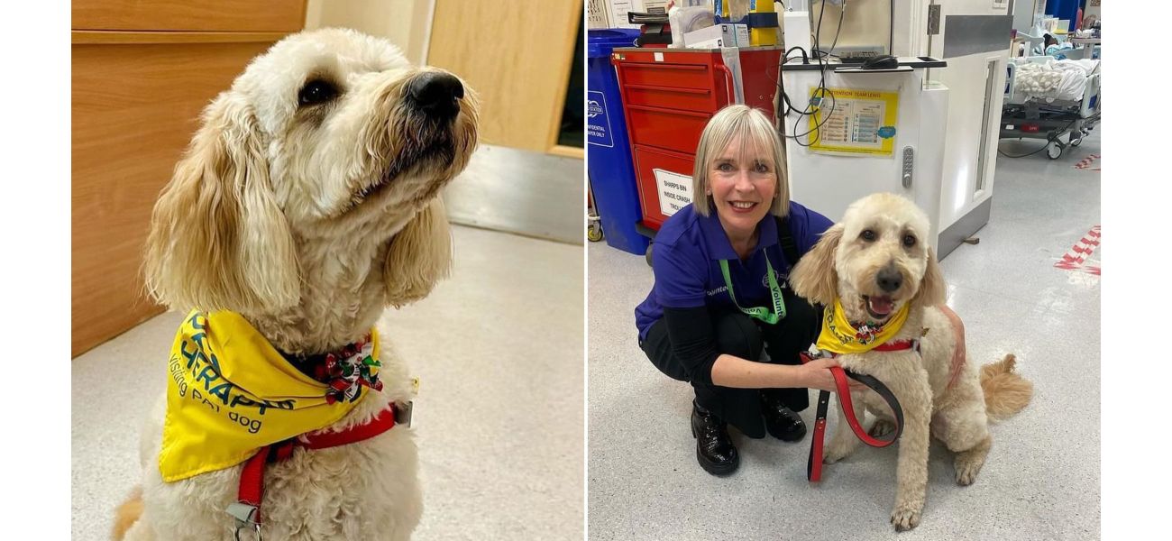 UK names 'Fred' the happiest pet, a therapy dog who loves to smile, as the official symbol of joy and happiness.