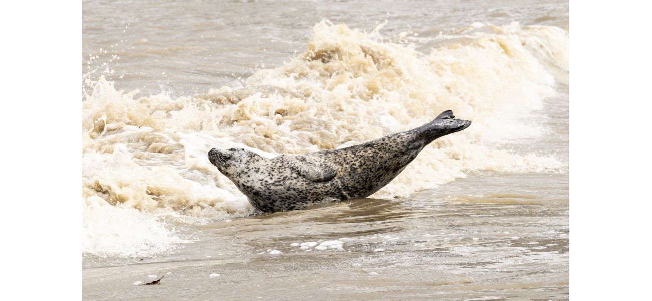A seal was seen basking in the sun in the heart of London.