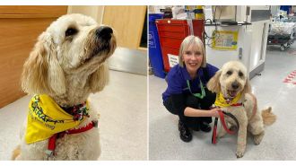 UK names 'Fred' the happiest pet, a therapy dog who loves to smile, as the official symbol of joy and happiness.