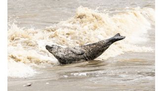 A seal was seen basking in the sun in the heart of London.