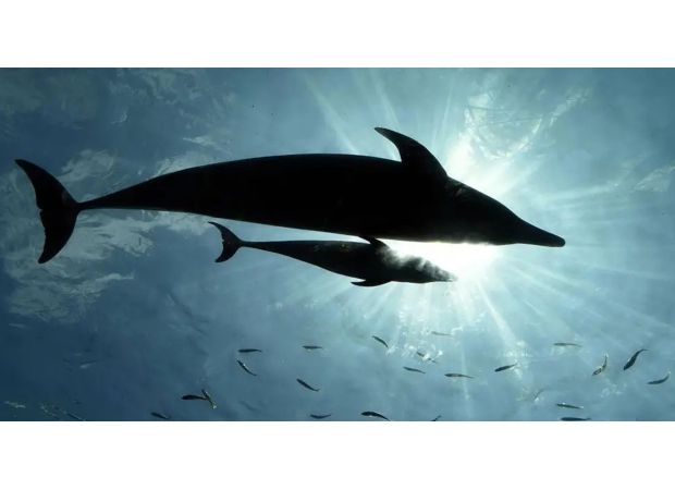 A swimmer who was assaulted by a dolphin that was sexually frustrated considers himself fortunate to have survived the encounter.