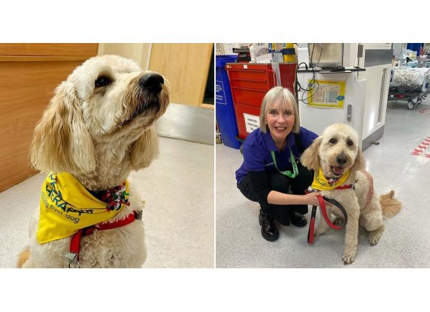 UK names 'Fred' the happiest pet, a therapy dog who loves to smile, as the official symbol of joy and happiness.
