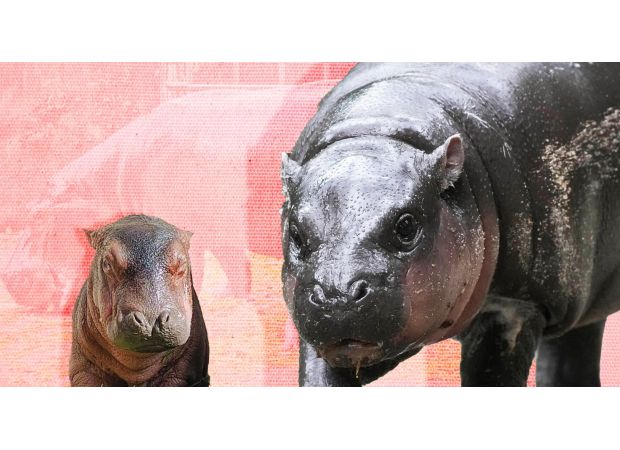 Moo Deng has a new friend in town and needs a name.