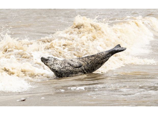 A seal was seen basking in the sun in the heart of London.