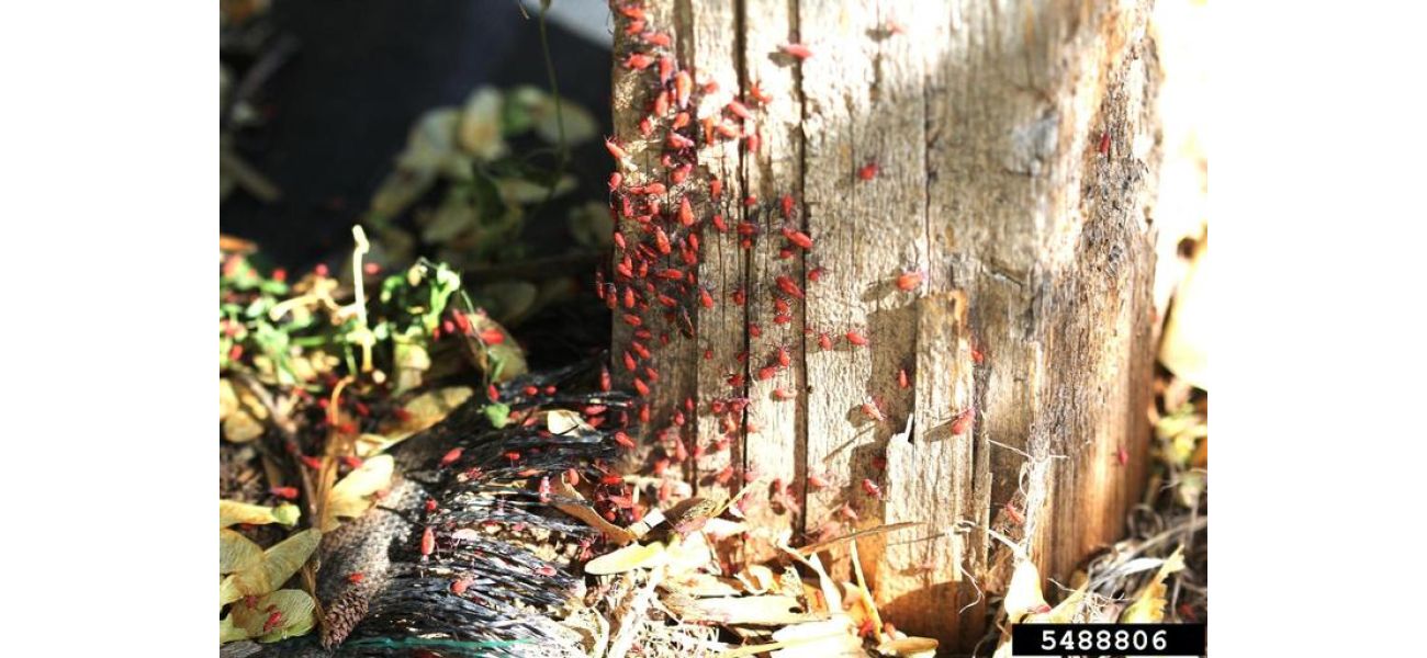 Creepy but usually harmless black and red boxelder bugs.