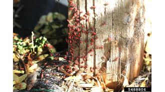 Creepy but usually harmless black and red boxelder bugs.