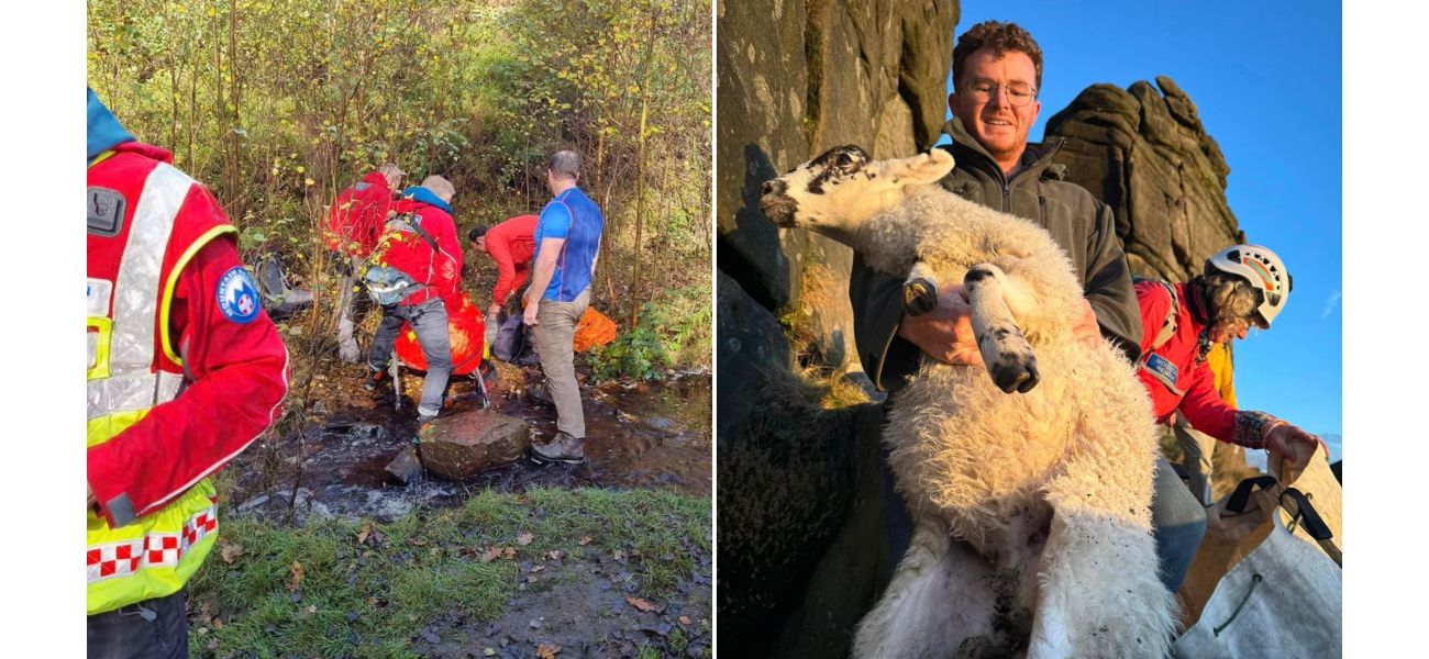 Rescuers save a stranded ewe using a sheep sack from a cliff.