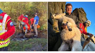 Rescuers save a stranded ewe using a sheep sack from a cliff.