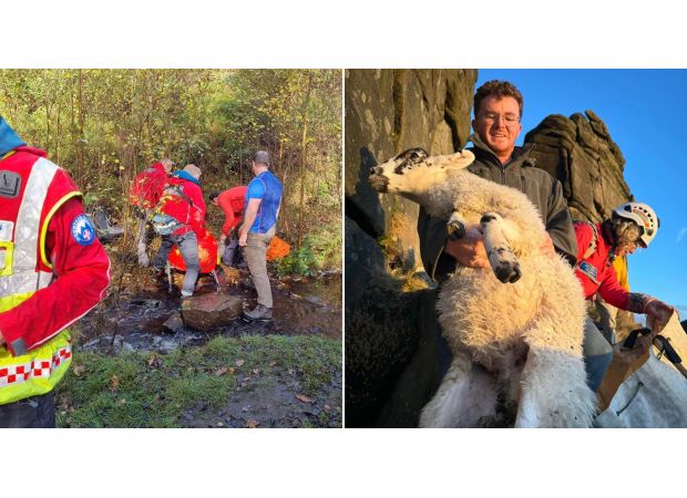 Rescuers save a stranded ewe using a sheep sack from a cliff.