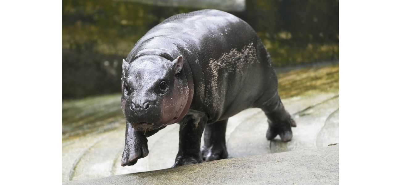 Lady shoots slingshot at Moo Deng's zoo home.