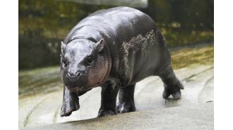 Lady shoots slingshot at Moo Deng's zoo home.