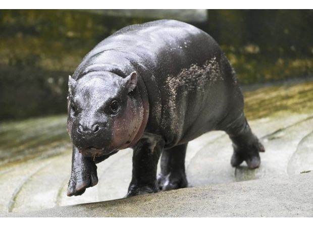 Lady shoots slingshot at Moo Deng's zoo home.