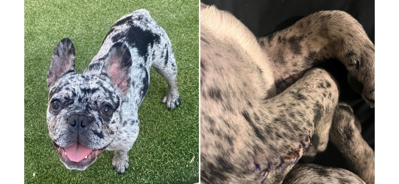 Cute pup falls on walk, breaks arms.
