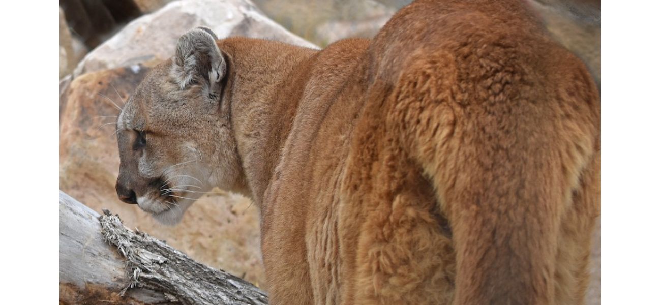 The Colorado Parks and Wildlife employee association denounces new wildlife-management proposals through a unique resolution.