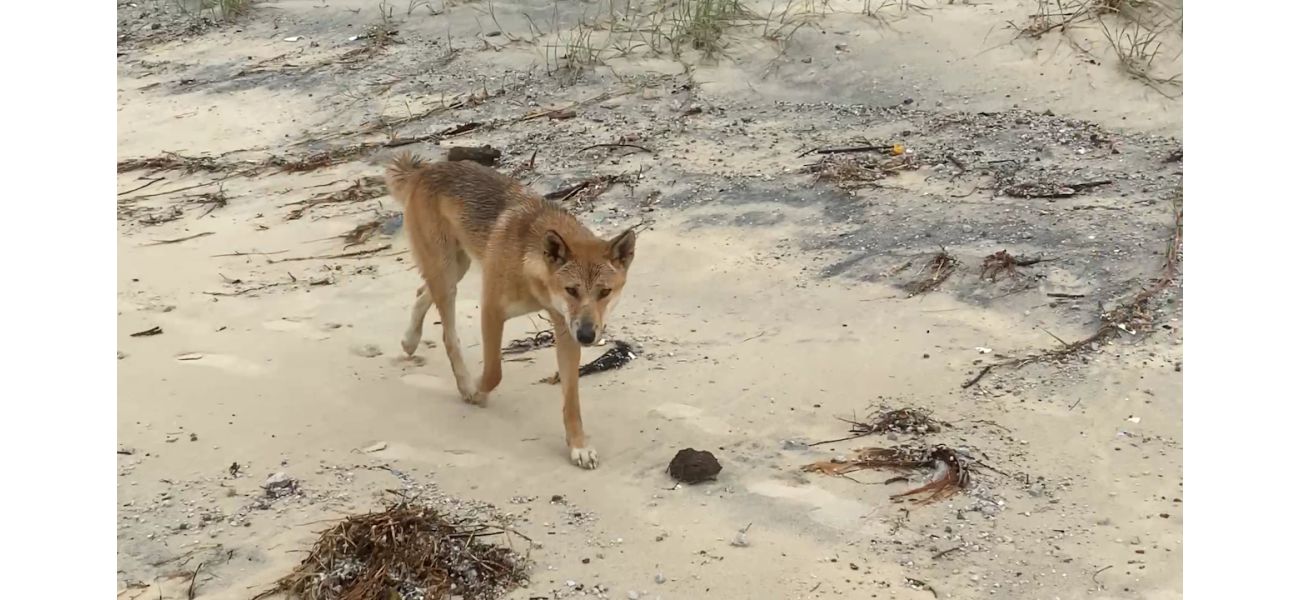 Tourists saved from dingo attack on K'gari by campers.