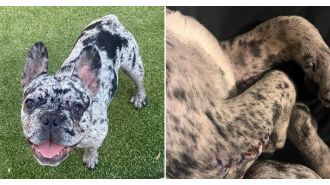 Cute pup falls on walk, breaks arms.