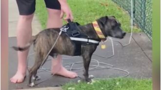 Brisbane council mandates euthanasia for dog responsible for two cat deaths.