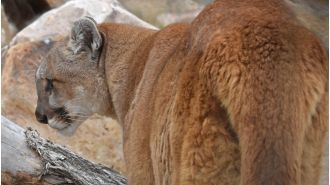 The Colorado Parks and Wildlife employee association denounces new wildlife-management proposals through a unique resolution.