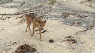Tourists saved from dingo attack on K'gari by campers.