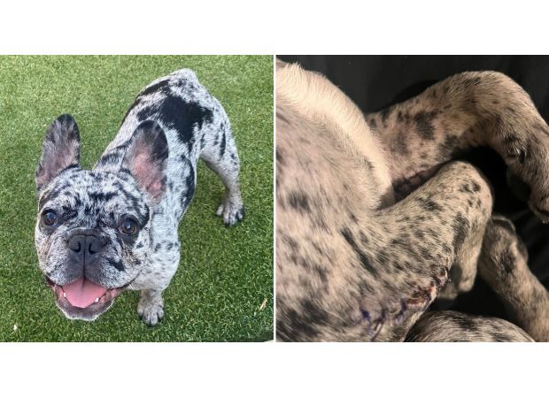 Cute pup falls on walk, breaks arms.