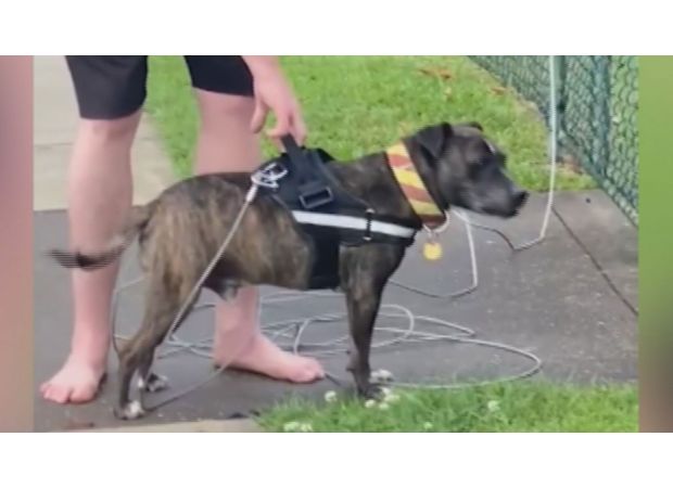 Brisbane council mandates euthanasia for dog responsible for two cat deaths.