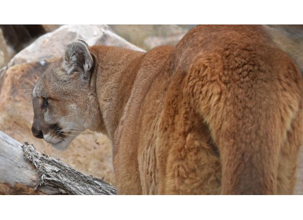 The Colorado Parks and Wildlife employee association denounces new wildlife-management proposals through a unique resolution.