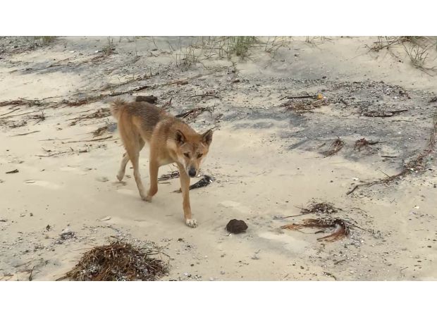 Tourists saved from dingo attack on K'gari by campers.