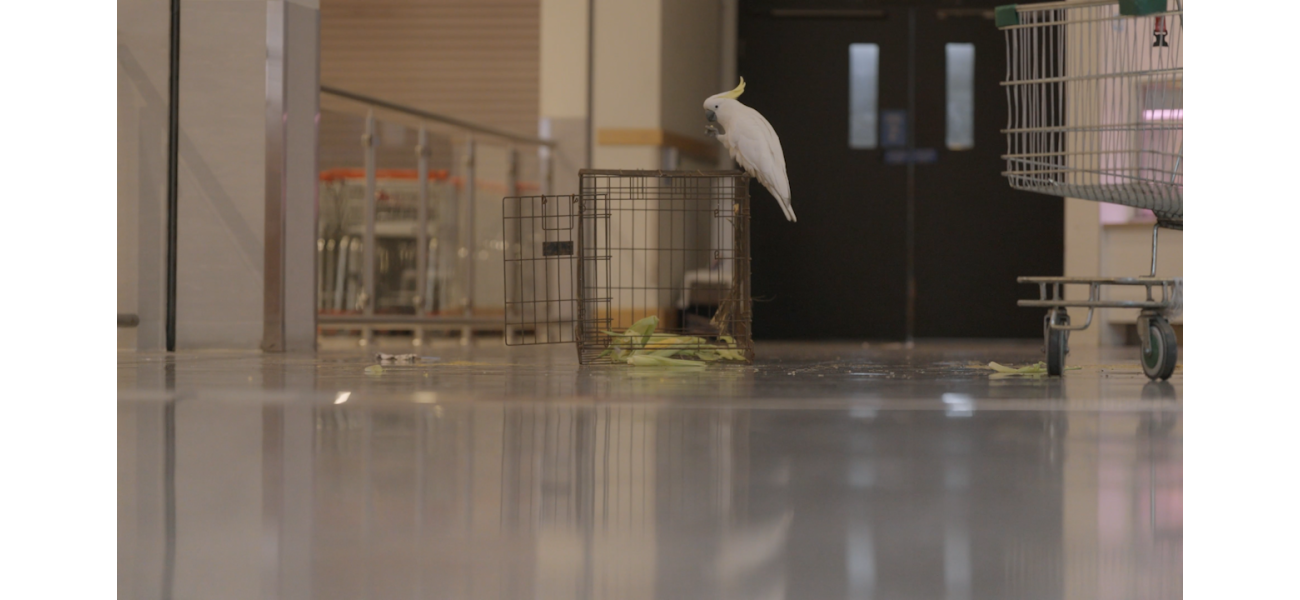 Mickey the cockatoo was saved after being stuck in a Sydney supermarket for a month.