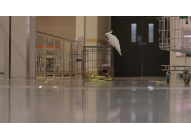 Mickey the cockatoo was saved after being stuck in a Sydney supermarket for a month.