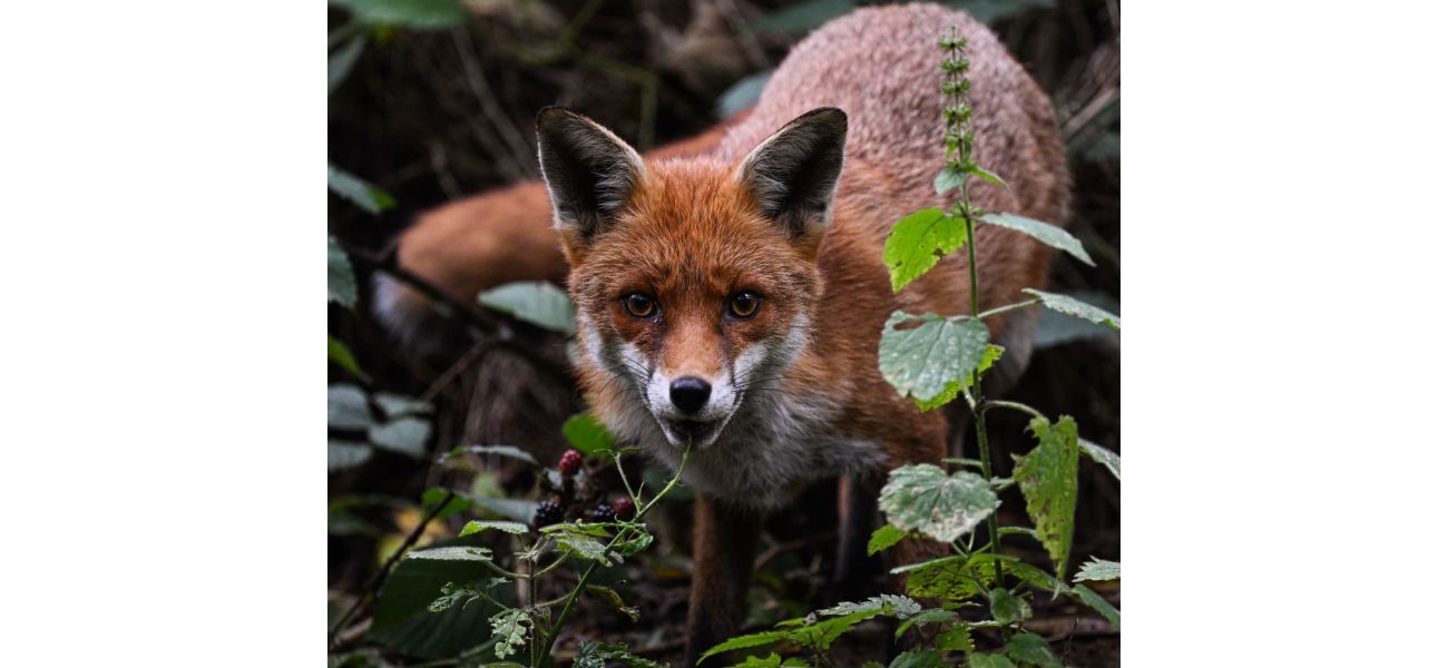 Rosanna Forbes captures autumn's beauty in stunning photographs of wildlife.