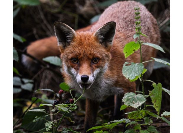 Rosanna Forbes captures autumn's beauty in stunning photographs of wildlife.