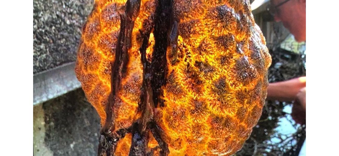 Strange orange bag with glowing animals found in Dutch river.