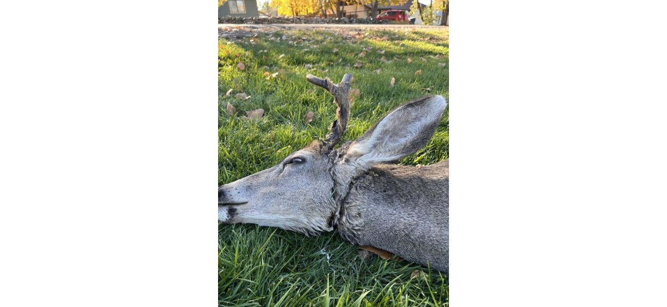 Wildlife officer rescues tangled deer in Bayfield, Colorado
