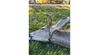 Wildlife officer rescues tangled deer in Bayfield, Colorado
