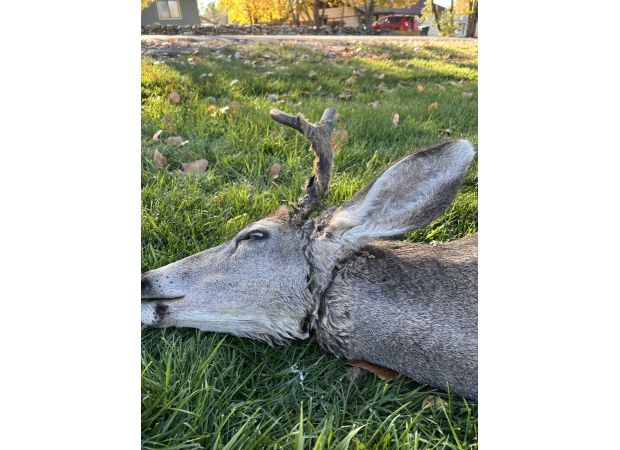Wildlife officer rescues tangled deer in Bayfield, Colorado