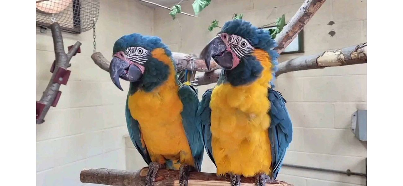 Desperate search for rare escaped parrots from London Zoo.