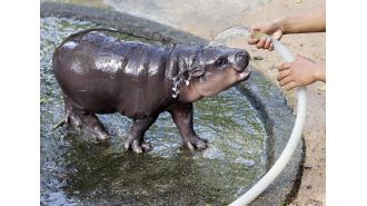 Famous infant hippo's home is gone - find out why.