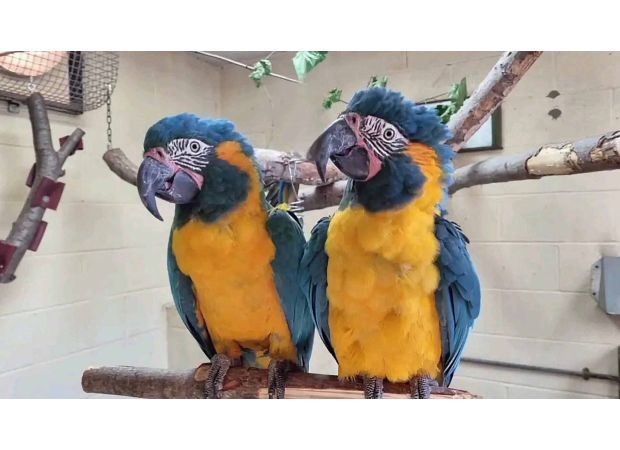 Desperate search for rare escaped parrots from London Zoo.