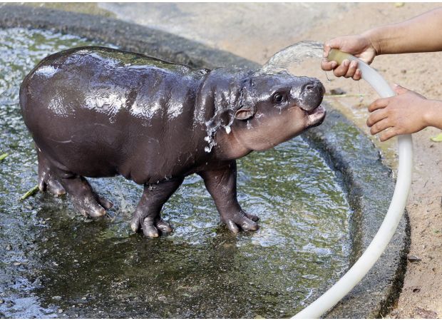 Famous infant hippo's home is gone - find out why.