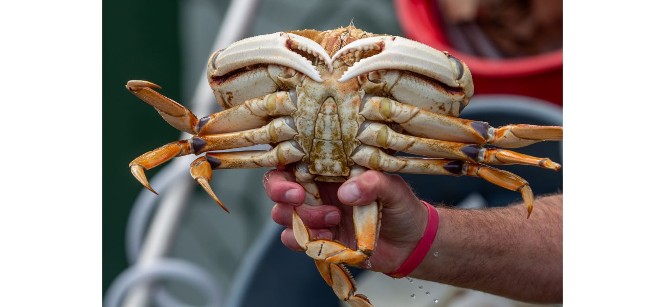 California postpones 2024 Dungeness crab season to safeguard whales.