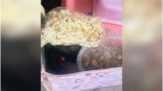 Child discovers poisonous snake in school lunchbox at seven years old.