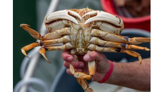California postpones 2024 Dungeness crab season to safeguard whales.