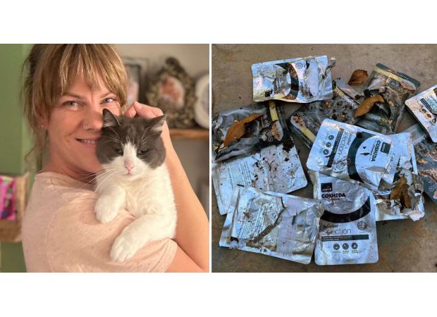 Feline thief gains fame after going on stealing spree.