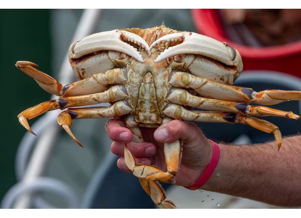 California postpones 2024 Dungeness crab season to safeguard whales.