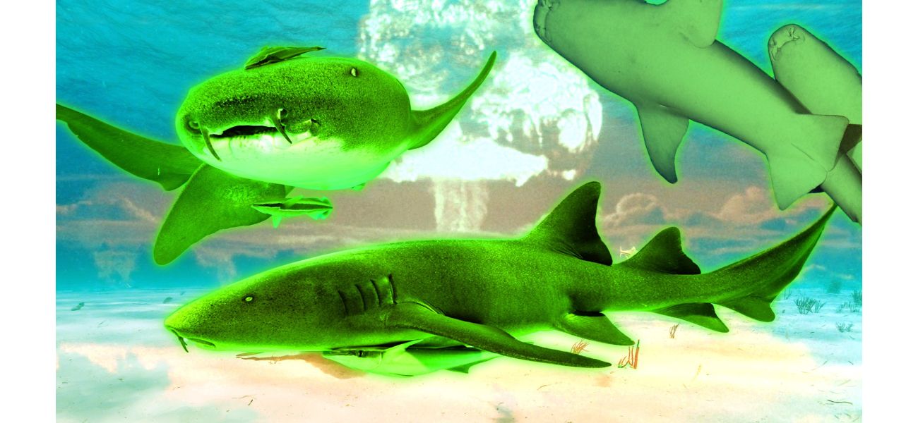 An island with mutated sharks, once used for nuclear testing, is now a radioactive area.