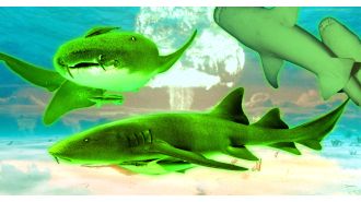 An island with mutated sharks, once used for nuclear testing, is now a radioactive area.