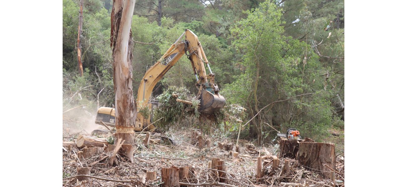 Climate change projects in Monterey Bay area include eucalyptus removal and prescribed burns.