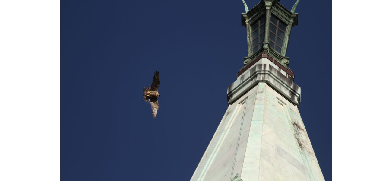Beloved peregrine falcon Nox, born on UC Berkeley's Campanile, passes away from unidentified sickness.